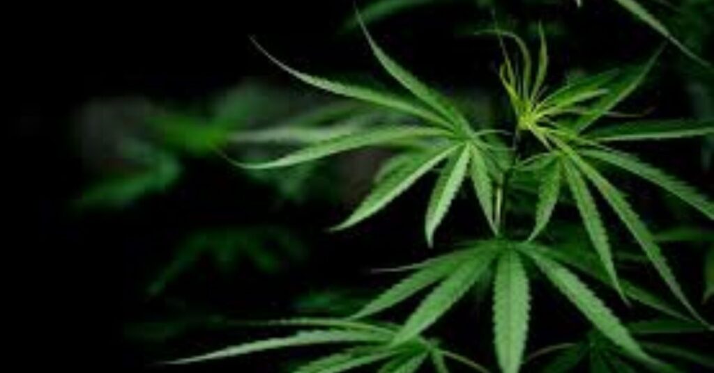 SEO for Cannabis