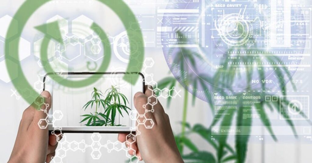 Cannabis SEO Companies