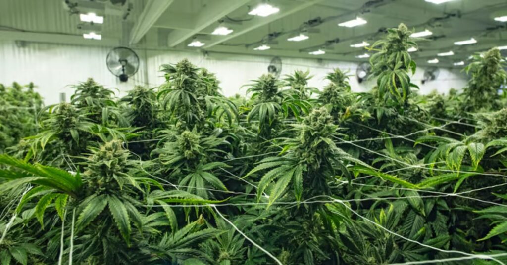 Cannabis Industry SEO